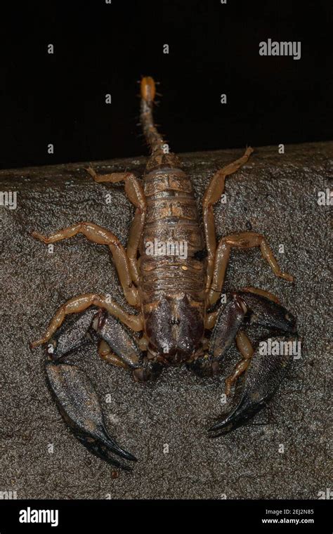 Rainforest Scorpion Hormurus Waigiensis Resting On A Wet Log Kuranda