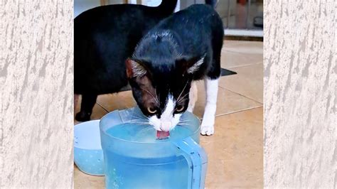 Asmr Felix Drinking Water Thirsty Kitten Finds A Bucket Of Water Street Kitten Edition
