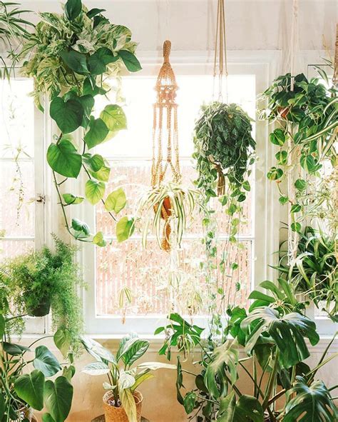 The Best 9 Indoor Hanging Plants Even A Beginner Wont Kill Posh Pennies