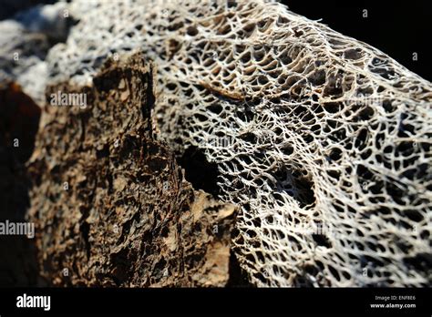 Rotten Wood Texture Stock Photo Alamy