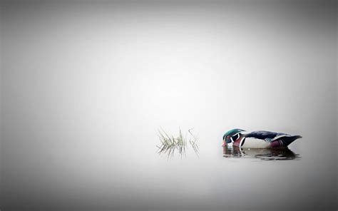 Wallpaper 1920x1200 Px 500px Andre Villeneuve Animals Duck