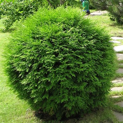 Thuja Globosa Rasadnik Lević