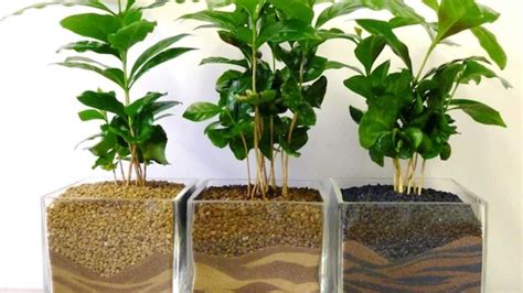 Genere di piante appartenente alla famiglia delle agavacee, coltivate e utilizzate come piante da appartamento. Informazione: Piante Da Interno A Foglia Larga