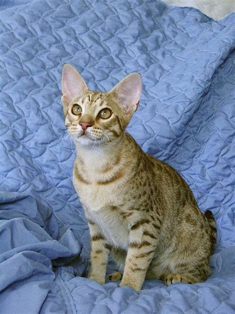 A tabby is any domestic cat (felis catus) with a distinctive 'm' shaped marking on its forehead, stripes by its eyes and across its cheeks, along its back, and around its legs and tail, and. 15 Famous Striped Cat Breeds in the world