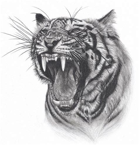 How To Draw A Tiger Roaring Tiger Drawing Animal Drawings Tiger Artwork