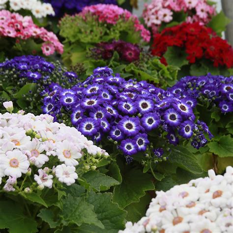 It prefers full to partial sun, medium moisture and works. Spring Flowers - Bengert Greenhouses