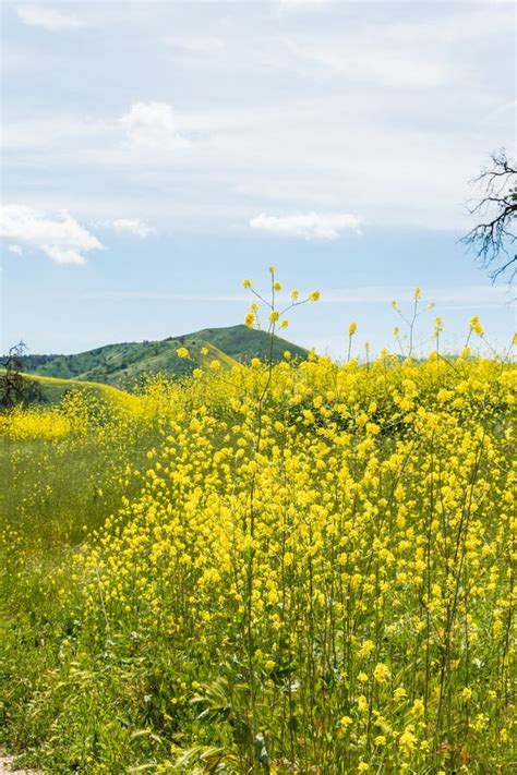 California Yellow Wild Flowers Blooming Stock Photo Image Of Rare