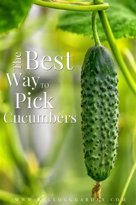 When To Pick Cucumbers Kellogg Garden Organics™