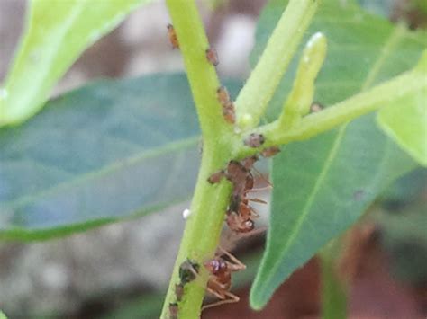 What Are These Ants Doing To My Plant Growing Hot Peppers Plants