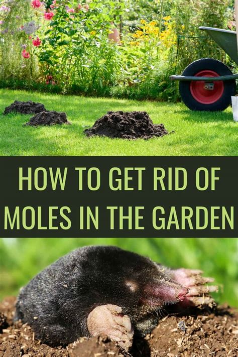 How To Get Rid Of Moles In The Garden 4 Easy Ways