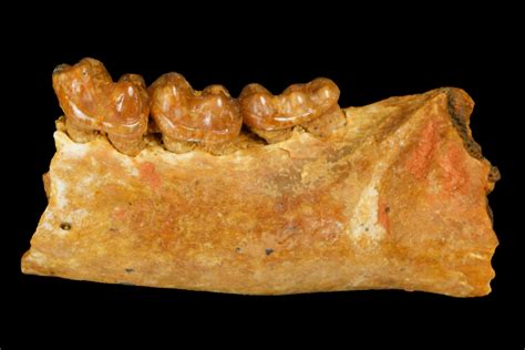 44 Eocene Primate Necrolemur Jaw Section France 179976 For