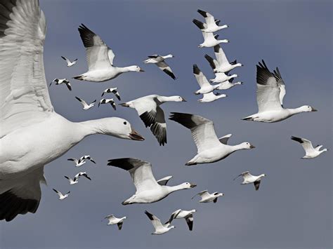 Birds Flock Flight Geese Wallpapers HD Desktop And Mobile Backgrounds