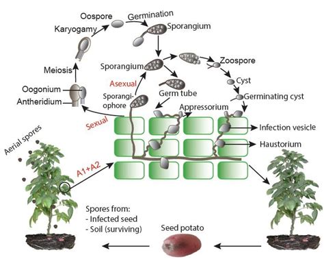 Sexual And Asexual Life Cycle Of Phytophthora Infestans Illustration
