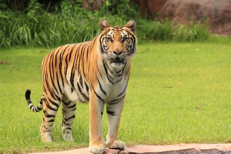 Subspecies Of Tigers In The World Taman Safari Bali