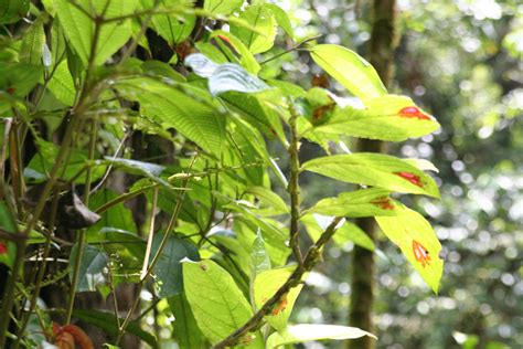 An inheritance from her husband's eccentric father, the boy is considered a monster, an immortal flower that feeds upon blood. A Plant called Blood of Jesus Christ | Florian Kohl | Flickr