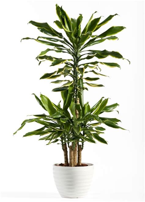 In this video i will be showing some long lasting hanging plants which doesn't require a lot of attention,and add more beauty to your garden. 18 Best Indoor Trees - Large Indoor Plants for Every Room ...