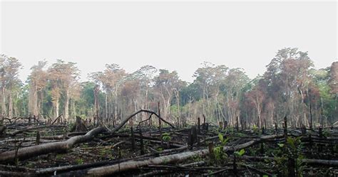 Potret Reboisasi Hutan Indonesia Di Tengah Deforestasi Kilasbanua