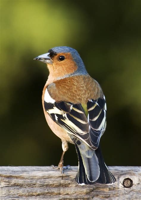 Bekijk hier de vogel herken boeken. Top 10 Meest Voorkomende Tuinvogels in Nederland ...