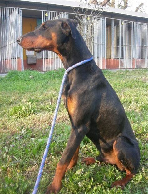 Ma non tutti possono ttnaro ki casa un dobarmann o un mastino. Rd in adozione: Dobermann cucciolo