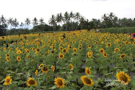 Ah dulu aku tidak pernah menyukai kemudian ada pertanyaan yang terbersit dalam pikiran, jika bunga saja bisa tumbuh menjadi lebih indah, kenapa kita yang merupakan makhluk. Yang Baru di Magelang, Kebun Bunga Matahari yang Instagramable