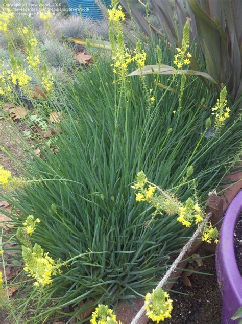 Melissa graves extension weeds and ipm specialist. Plant Identification: CLOSED: Plant ID: Small grasslike ...
