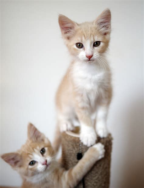 Our shops are currently in the process of reopening, with safety measures in place following the latest government guidelines. Kittens For Sale Near Me Free - petfinder