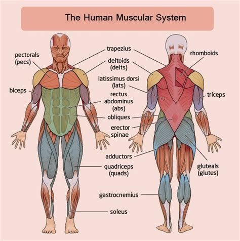 Labelled Muscular System Front And Back Labeled Muscl Vrogue Co