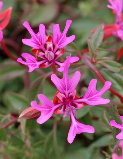 Smart Colorful Native Plants For Spring Sfgate