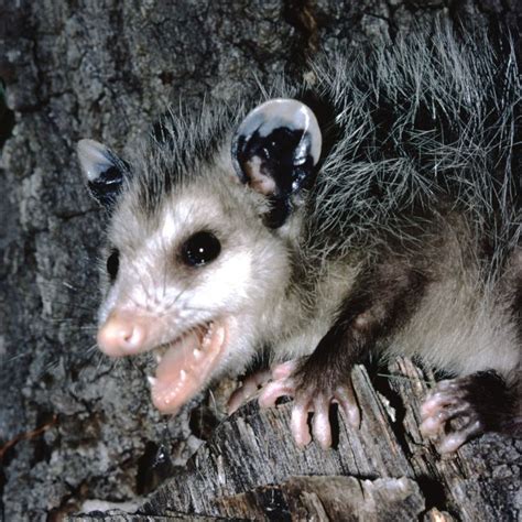 Opossum Removal Varmint Masters San Antonio And Beyond