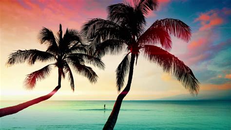 4k Tropical Palm Tree Beach Travel Stock Footage Video 100 Royalty