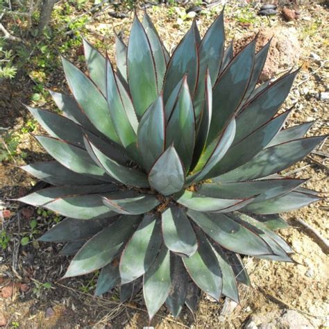 Blue Glow Agave Star Nursery Garden And Rock Centers