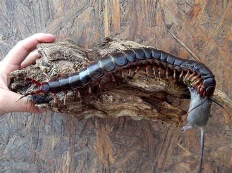 10 Most Dangerous Centipedes You Should Stay Away From Whatdewhat