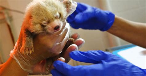 Lincoln Park Zoos New Red Panda Cubs Turn Out To Be Brother And Sister
