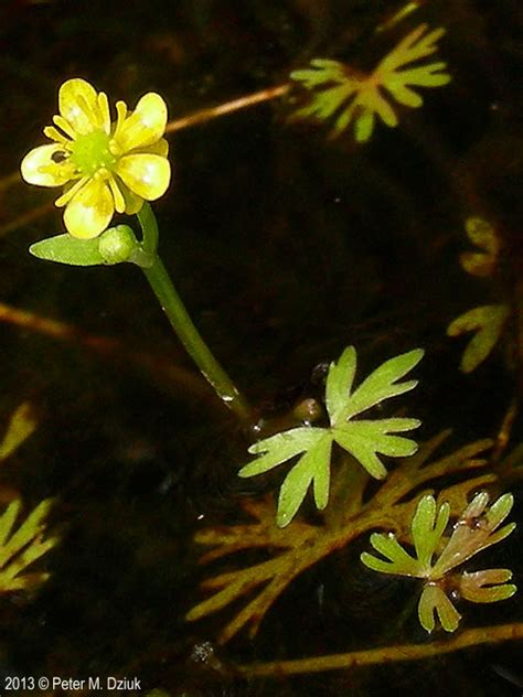 Ranunculus Gmelinii Small Yellow Water Crowfoot Minnesota Wildflowers