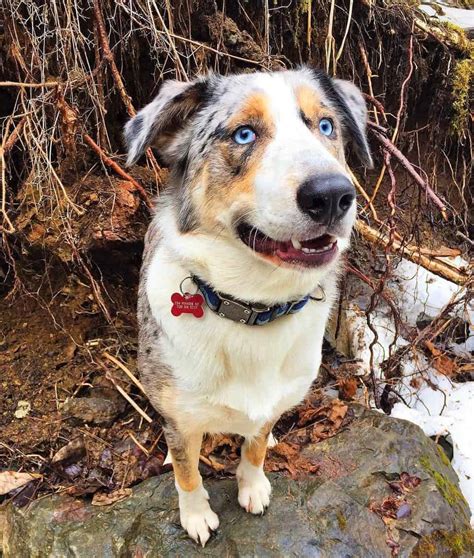 Short Haired Australian Shepherd Everything You Need To Know