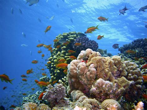 Free Images Sea Water Drop Sun Diving Underwater Blue Coral