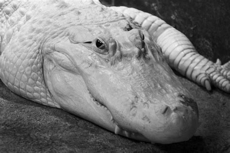 Albino Alligator Albino Alligator The Houston Zoo Mauro Luna Flickr