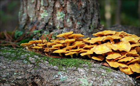 Theres A Fungus Among Us Photograph By Marilyn Deblock Pixels