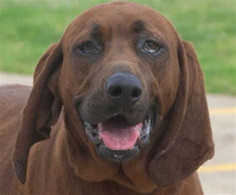 Maggie Redbone Coonhound Adult Adoption Rescue For Sale In Longview