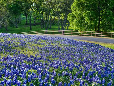 Where To See Bluebonnets In Austin And The Texas Hill Country Texas