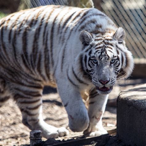 Plumpton Park Zoo Rising Sun 2022 Qué Saber Antes De Ir Lo Más