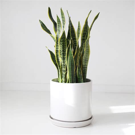 With their slim, gold legs and chic black pots, this set of pedestal planters will add some glamour to your living room. Mid Century Modern Planter with Ceramic Saucer, 8", 10 ...