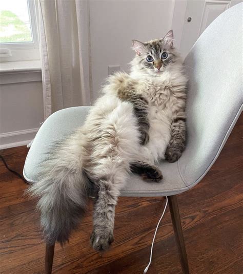 These Cats Sitting Like Humans And Acting Like Its Normal Will Leave