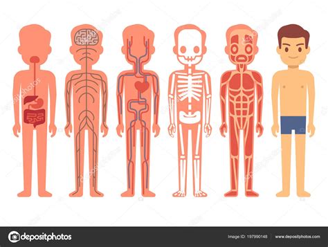 Anatomia Del Hombre
