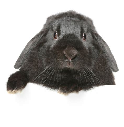 ᐈ Lop Eared Bunnies Stock Pictures Royalty Free Lop Eared Rabbit