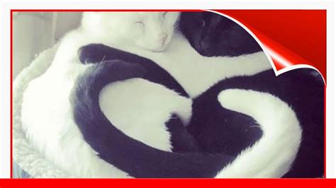 40 Times People Caught Their Cats Sleeping Together In Such Weird Positions They Just Had To 😍