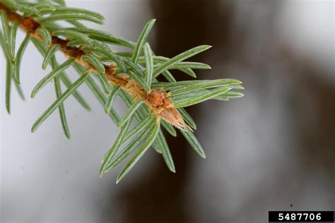 Black Spruce Picea Mariana