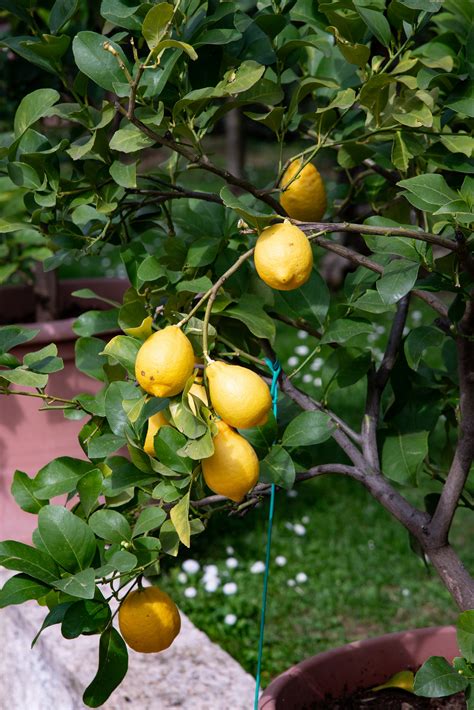 The 10 Best Container Fruit Trees For Your Patio