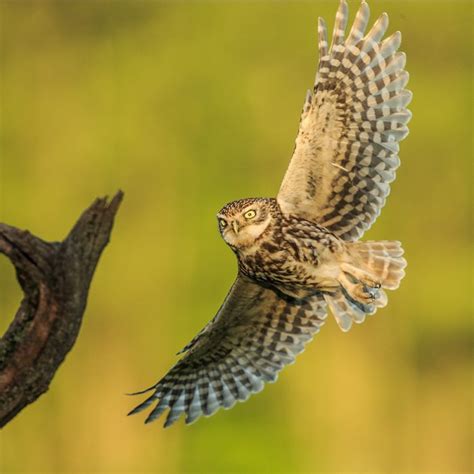 Little Owl David White Wildlife Photography