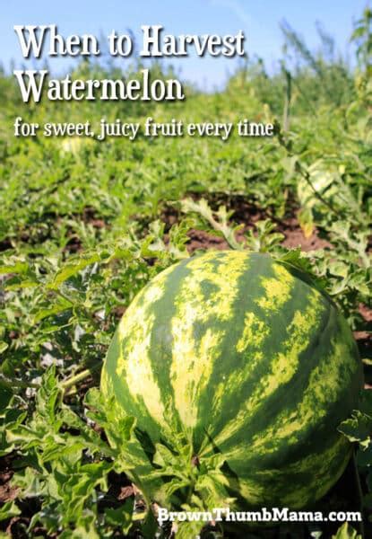 Melons are 90 to 92 percent water, so the. When to Harvest Watermelon | Brown Thumb Mama®